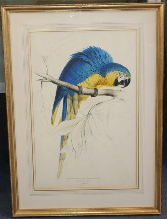 After Edward Lear Blue and yellow Macaw, Macrocercus Ararauna, 21 x 13.75in.